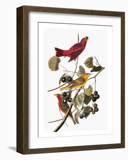 Audubon: Tanager-John James Audubon-Framed Giclee Print