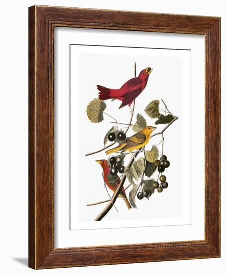 Audubon: Tanager-John James Audubon-Framed Giclee Print