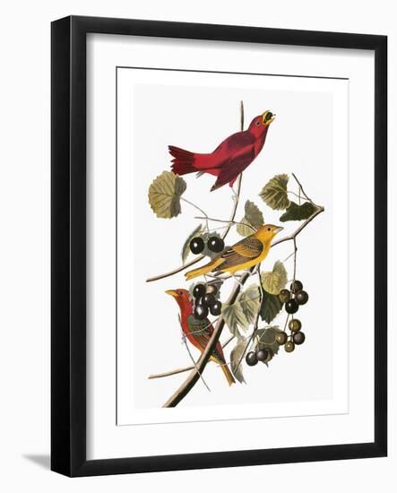 Audubon: Tanager-John James Audubon-Framed Giclee Print