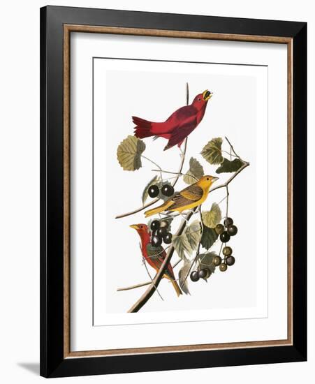 Audubon: Tanager-John James Audubon-Framed Giclee Print