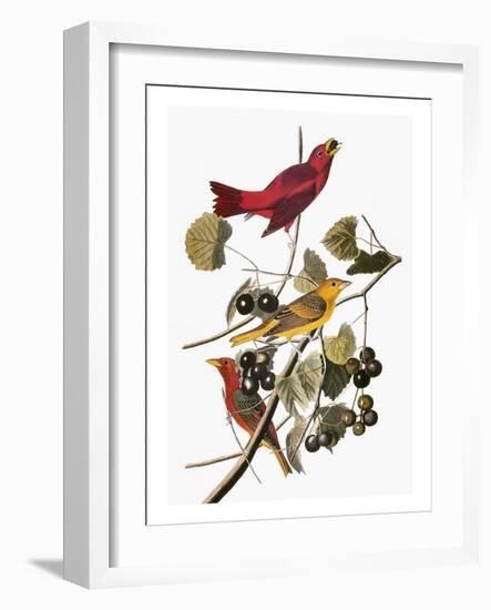 Audubon: Tanager-John James Audubon-Framed Giclee Print