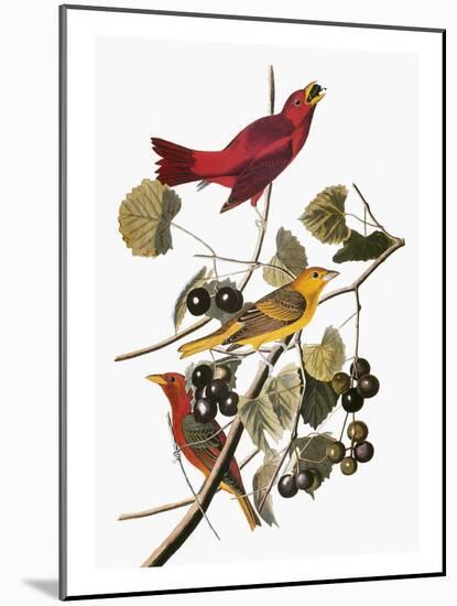 Audubon: Tanager-John James Audubon-Mounted Giclee Print