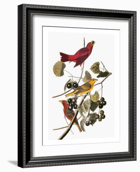 Audubon: Tanager-John James Audubon-Framed Giclee Print