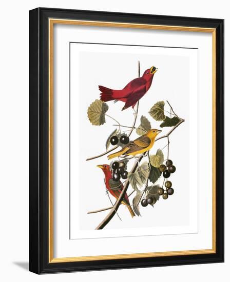 Audubon: Tanager-John James Audubon-Framed Giclee Print