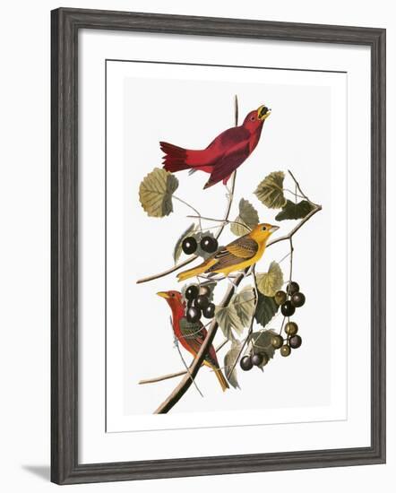 Audubon: Tanager-John James Audubon-Framed Giclee Print
