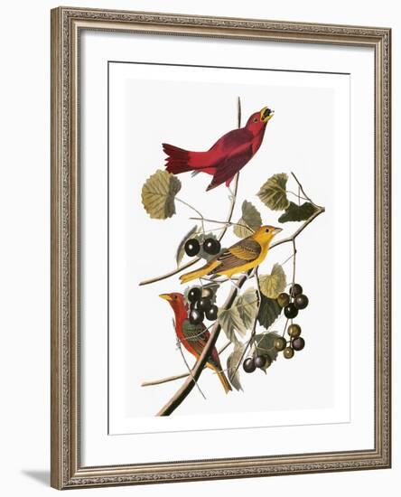 Audubon: Tanager-John James Audubon-Framed Giclee Print