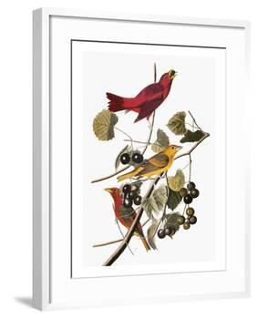 Audubon: Tanager-John James Audubon-Framed Giclee Print