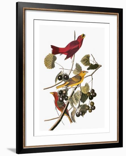 Audubon: Tanager-John James Audubon-Framed Giclee Print