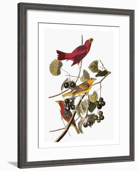 Audubon: Tanager-John James Audubon-Framed Giclee Print