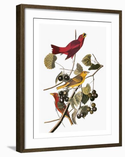 Audubon: Tanager-John James Audubon-Framed Giclee Print