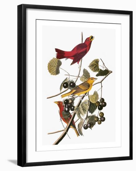 Audubon: Tanager-John James Audubon-Framed Giclee Print