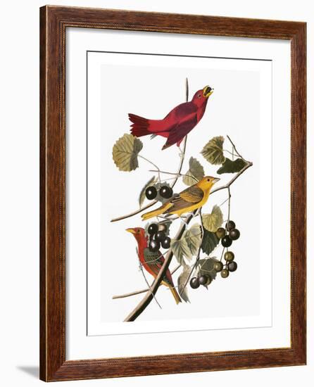 Audubon: Tanager-John James Audubon-Framed Giclee Print