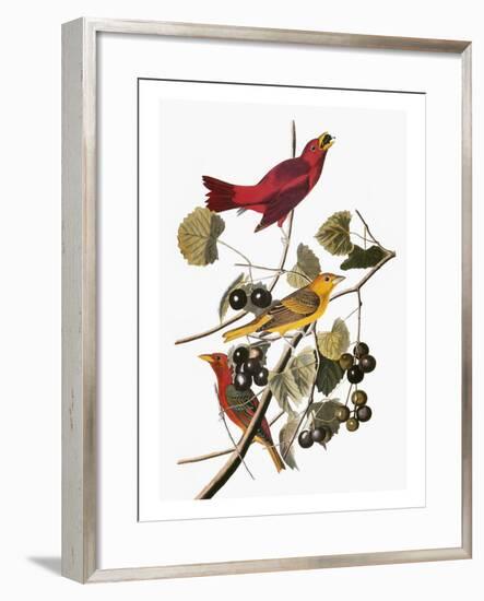 Audubon: Tanager-John James Audubon-Framed Giclee Print