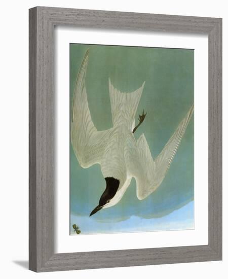 Audubon: Tern-John James Audubon-Framed Giclee Print