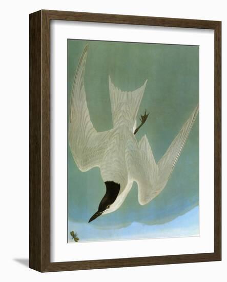 Audubon: Tern-John James Audubon-Framed Giclee Print