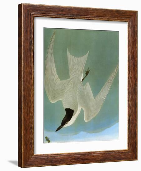 Audubon: Tern-John James Audubon-Framed Giclee Print