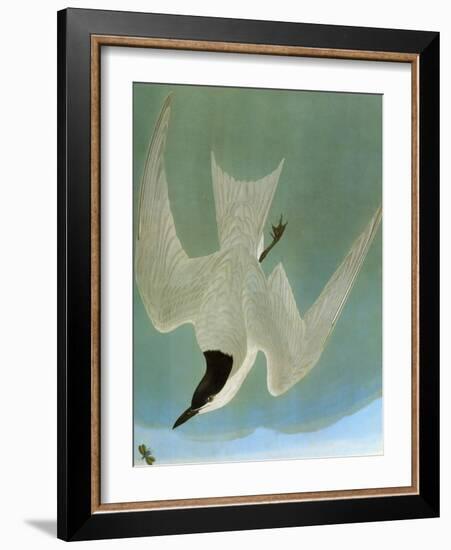 Audubon: Tern-John James Audubon-Framed Giclee Print