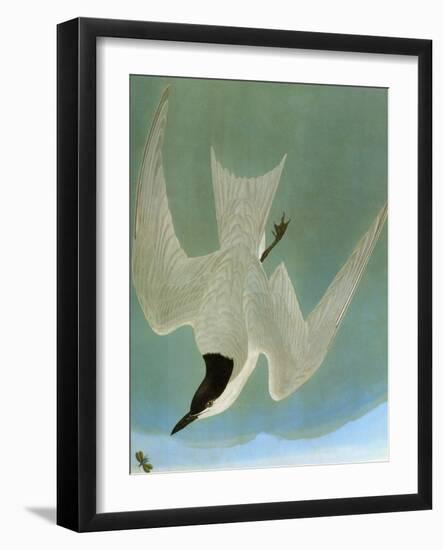 Audubon: Tern-John James Audubon-Framed Giclee Print