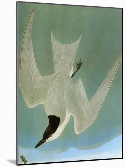 Audubon: Tern-John James Audubon-Mounted Giclee Print
