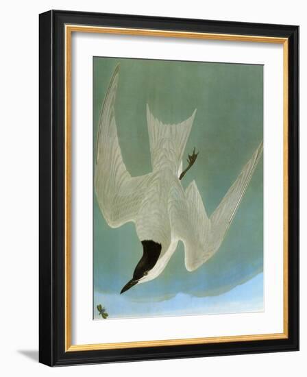 Audubon: Tern-John James Audubon-Framed Giclee Print