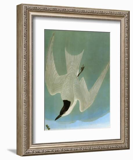 Audubon: Tern-John James Audubon-Framed Giclee Print