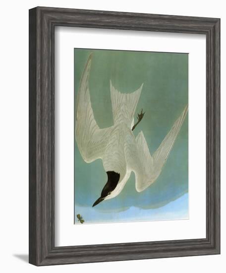 Audubon: Tern-John James Audubon-Framed Giclee Print