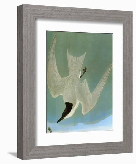 Audubon: Tern-John James Audubon-Framed Giclee Print