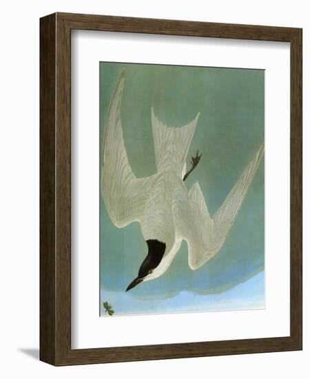 Audubon: Tern-John James Audubon-Framed Giclee Print