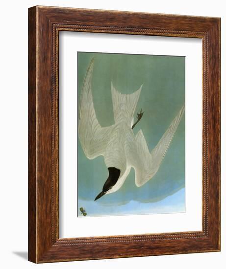 Audubon: Tern-John James Audubon-Framed Giclee Print