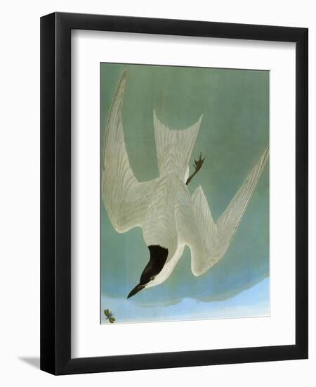 Audubon: Tern-John James Audubon-Framed Giclee Print