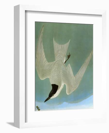 Audubon: Tern-John James Audubon-Framed Giclee Print