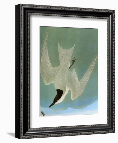 Audubon: Tern-John James Audubon-Framed Giclee Print