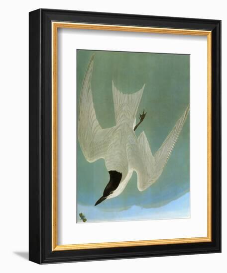 Audubon: Tern-John James Audubon-Framed Giclee Print