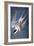 Audubon: Tern-John James Audubon-Framed Giclee Print