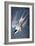 Audubon: Tern-John James Audubon-Framed Giclee Print