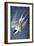 Audubon: Tern-John James Audubon-Framed Giclee Print