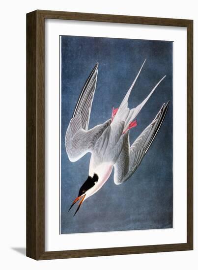 Audubon: Tern-John James Audubon-Framed Giclee Print