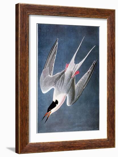 Audubon: Tern-John James Audubon-Framed Giclee Print