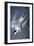 Audubon: Tern-John James Audubon-Framed Giclee Print