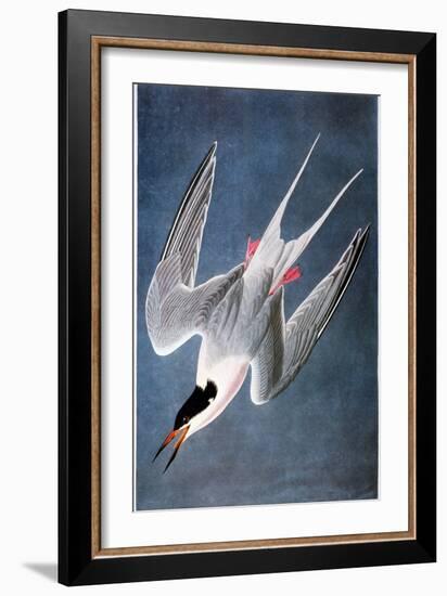 Audubon: Tern-John James Audubon-Framed Giclee Print