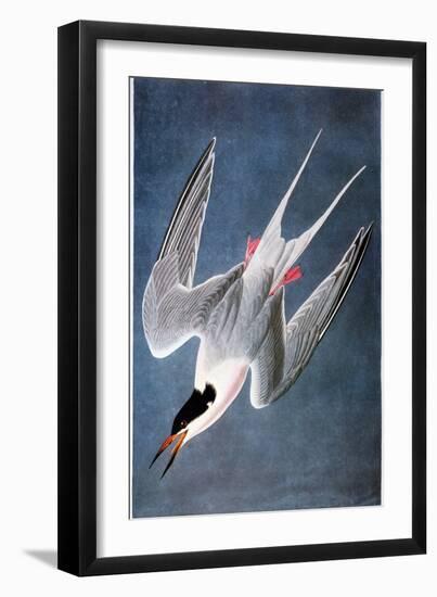 Audubon: Tern-John James Audubon-Framed Giclee Print