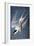 Audubon: Tern-John James Audubon-Framed Giclee Print