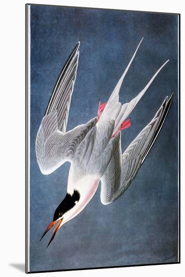 Audubon: Tern-John James Audubon-Mounted Giclee Print