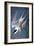 Audubon: Tern-John James Audubon-Framed Giclee Print