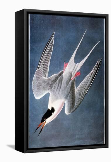 Audubon: Tern-John James Audubon-Framed Premier Image Canvas