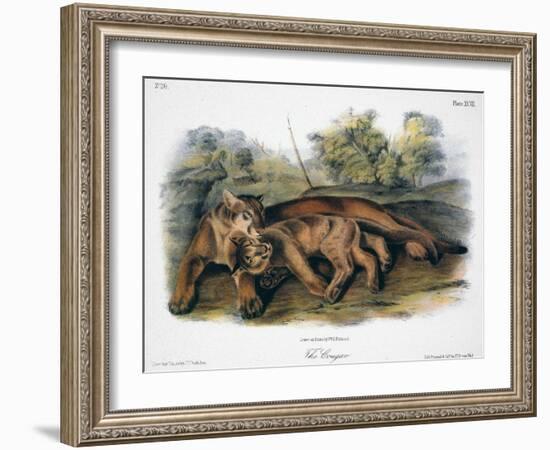 Audubon: The Cougar-John Woodhouse Audubon-Framed Giclee Print