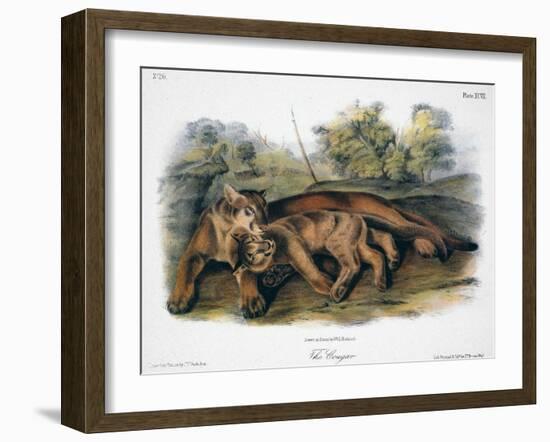 Audubon: The Cougar-John Woodhouse Audubon-Framed Giclee Print