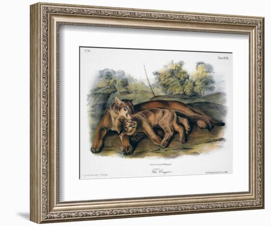 Audubon: The Cougar-John Woodhouse Audubon-Framed Giclee Print