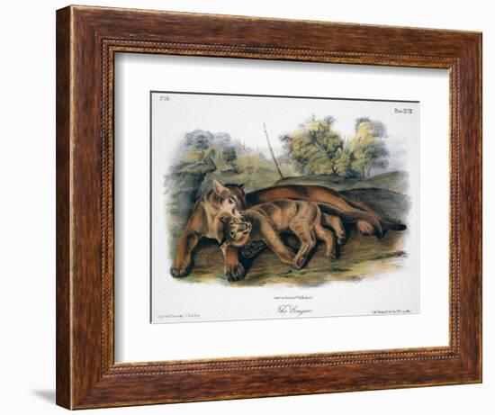 Audubon: The Cougar-John Woodhouse Audubon-Framed Giclee Print