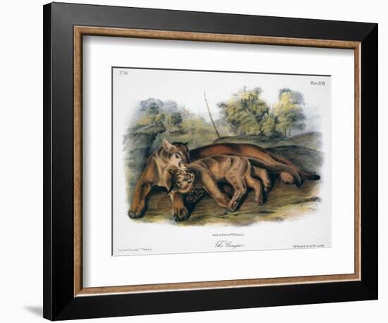 Audubon: The Cougar-John Woodhouse Audubon-Framed Giclee Print